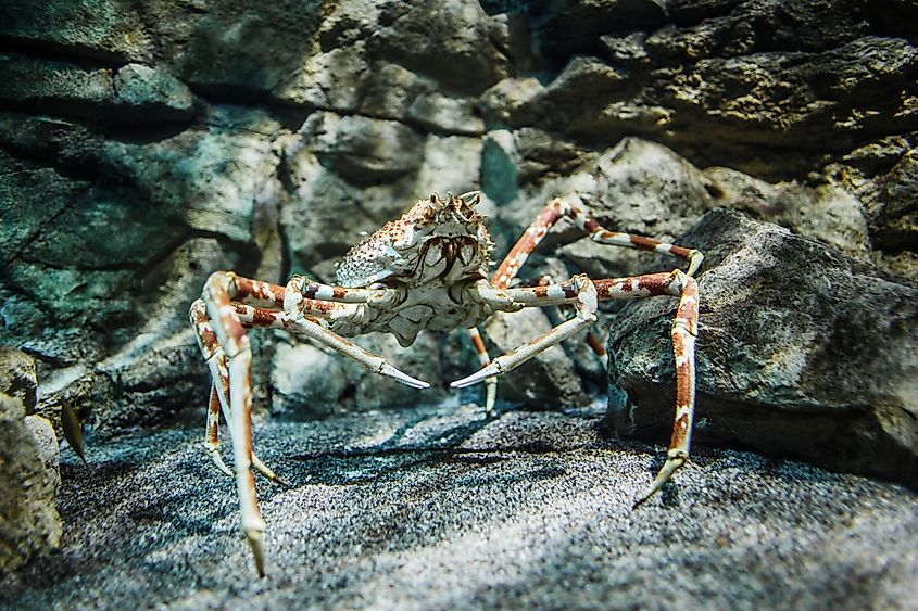 The Biggest Crabs In The World Worldatlas