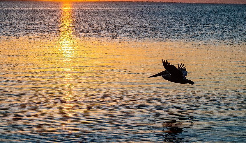 South Padre Island pelican at sunset. 