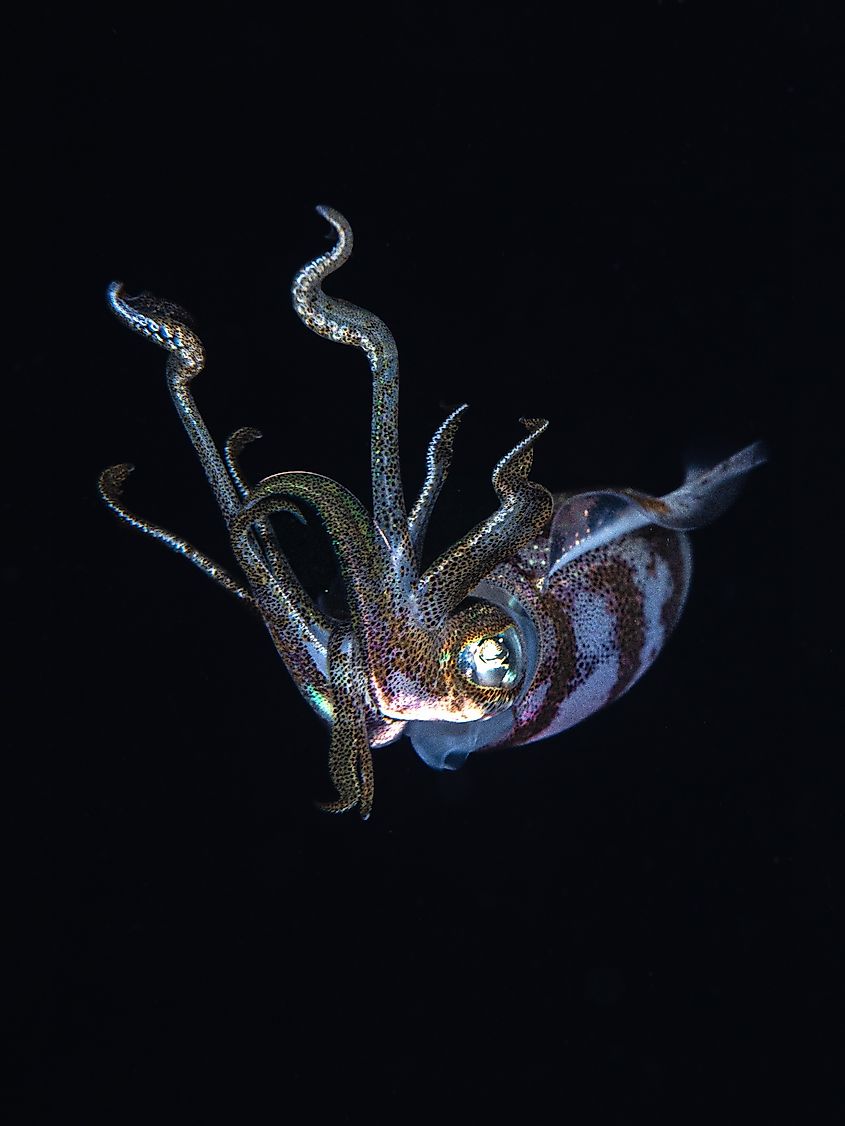 Bigfin Reef Squid