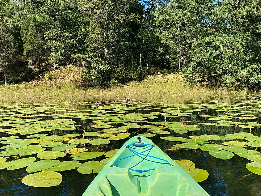 A POV of a green kayak heading into a sea of lily pads.