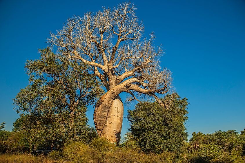 Baobab amoureux