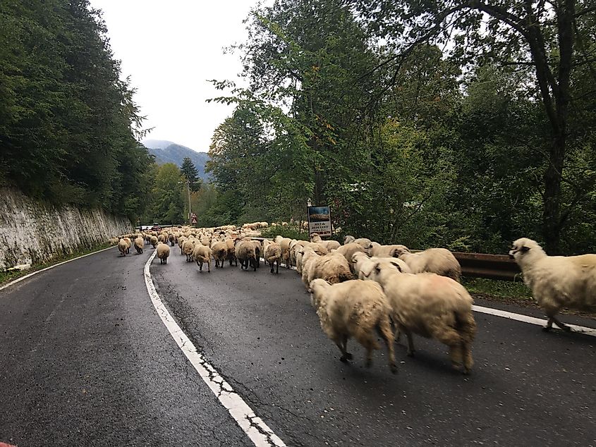 A sheep-related traffic jam along the Transfăgărășan, Romania