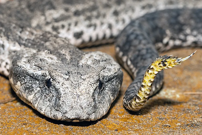 An Australian common death adder (Acanthophis antarcticus)