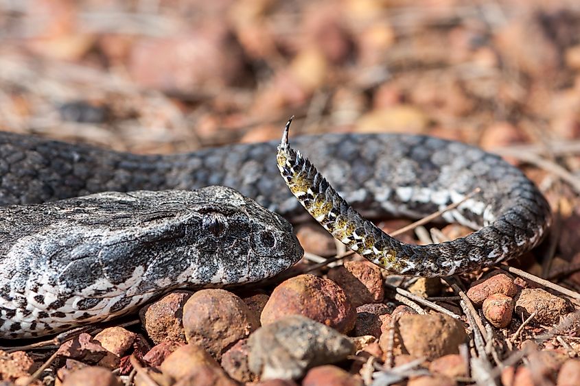Close of of Australian Common Death Adder showing tail that is used as a lure. Via Shutterstock / Ken Griffiths.