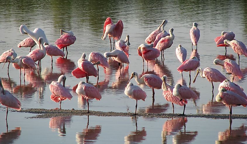 Roseate Spoonbill at the Ding Darling Wildlife Refuge Florida