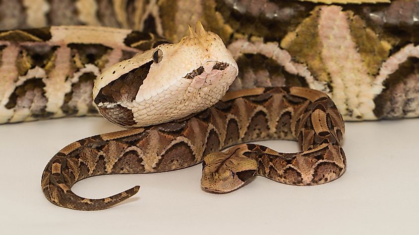 Two Gaboon viper (Bitis gabonica) Credit: mat.hak via Shutterstock