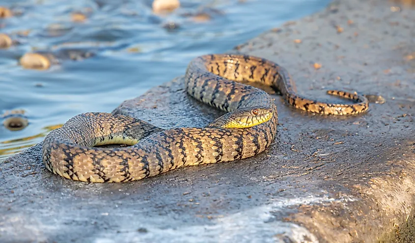 A large diamondback water snake basking on the bank beside open water.