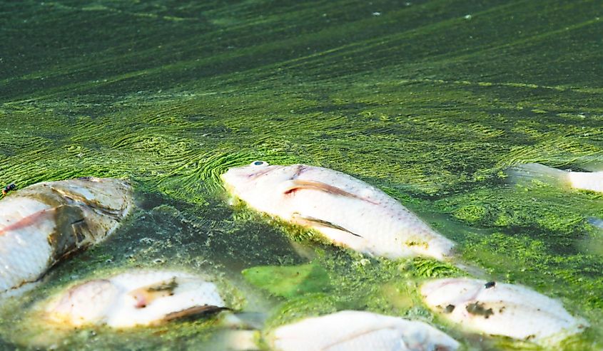 Dead fish floating in algae bloom.