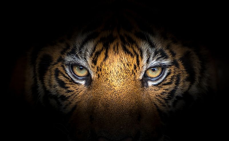 When Did India Adopt The Tiger As Her National Animal? - WorldAtlas
