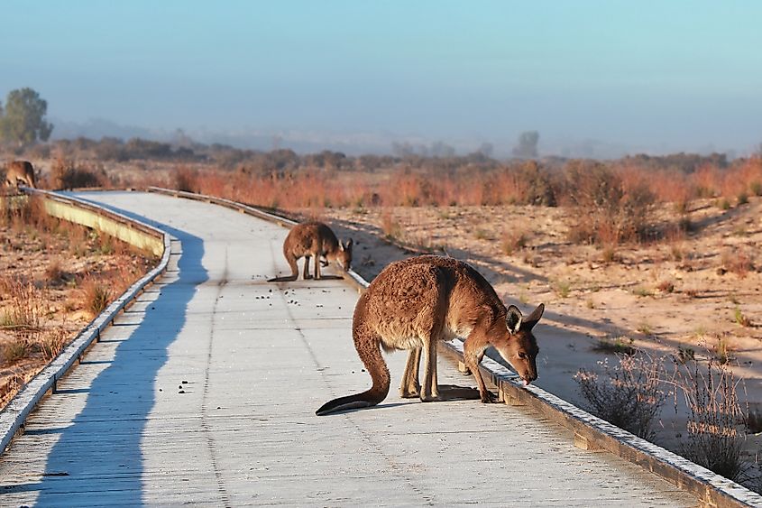 Mungo National Park