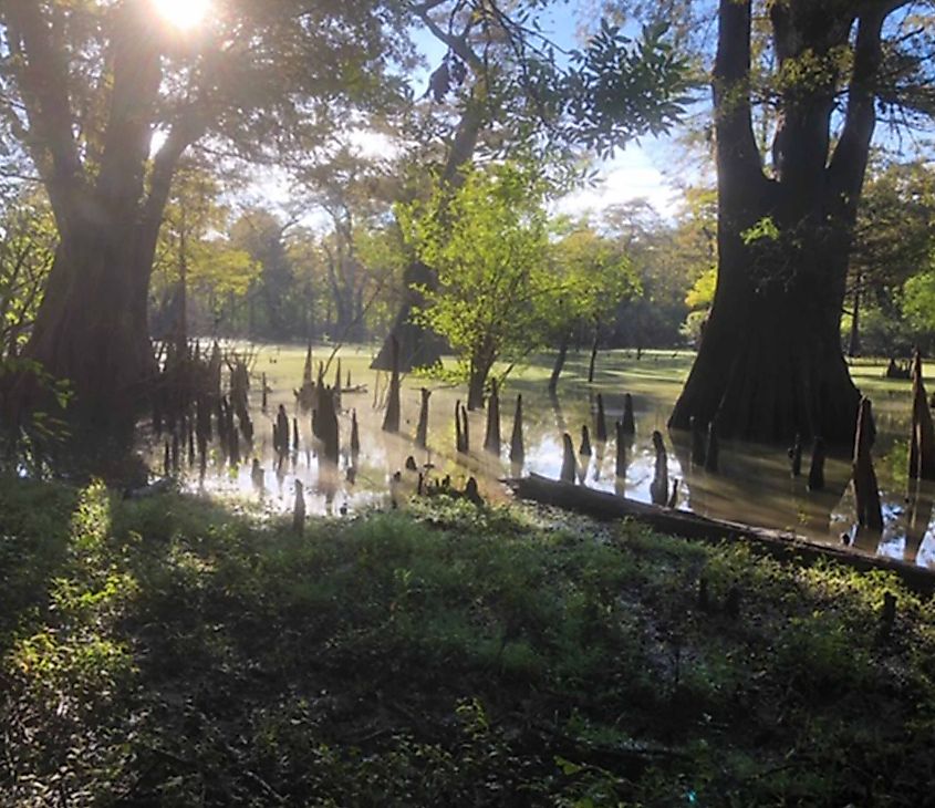 Bottomland swamp habitat at Cat Island National Wildlife Refuge, Louisiana.