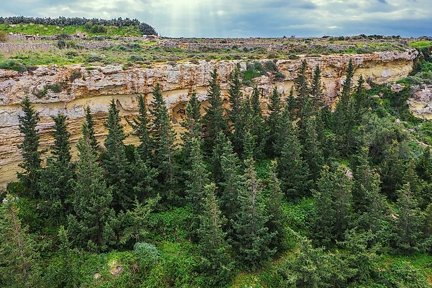 Aerial nature view of forest in Malta.