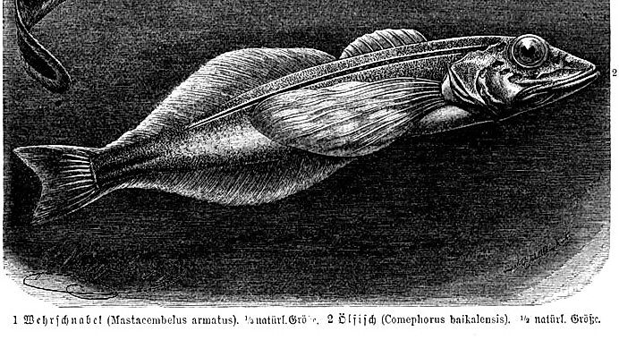 Comephorus baikalensis - The Golomyanka. 