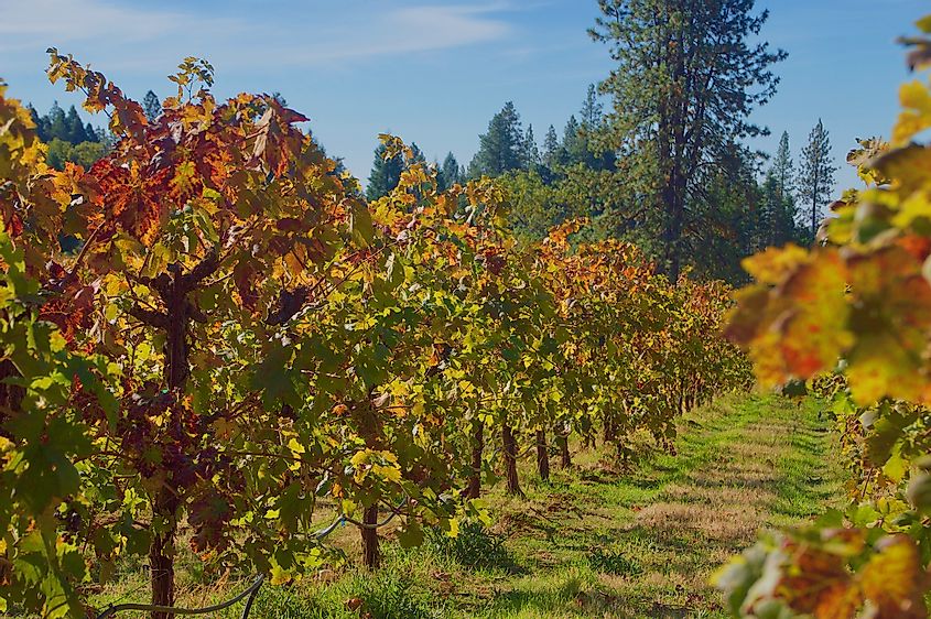 Vineyards in Apple Hill, California.