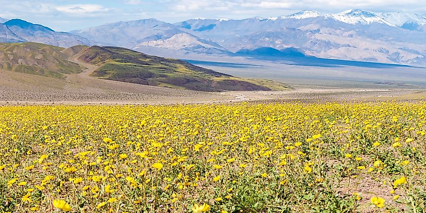 Death Valley National Park wild flower super-bloom of desert gold.