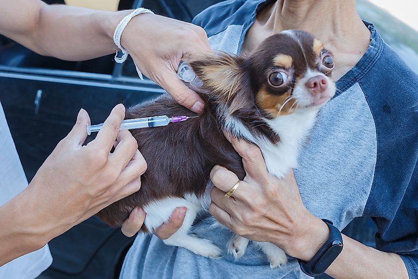 Which Animals Can Carry Rabies? - WorldAtlas Which Animals Can Carry Rabies? - WorldAtlas
