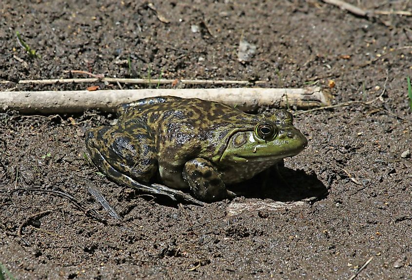 A huge American Bullfrog in Gila National Forest