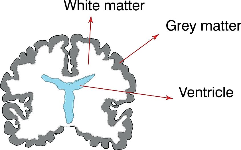 Gray matter and white matter