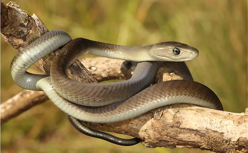 Beautiful Juvenile Black Mamba