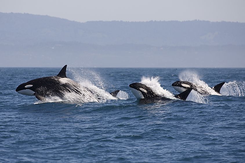 Killer Whale - (Orcinus Orca).