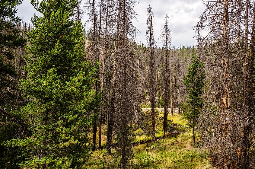 Few living trees remain in this forest where the pine beetle has killed the lodgepole pines (Pinus contorta) near Wickes, Montana.