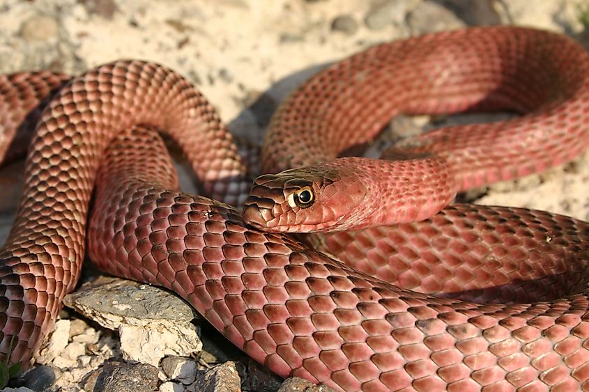 Coachwhip (Masticophis flagellum) with pinkish coloration.