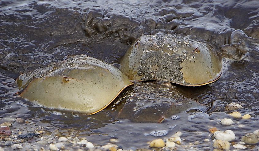 Horseshoe Crabs, Kitts Hummock, Delaware.