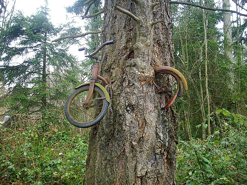 Bike in Tree. 