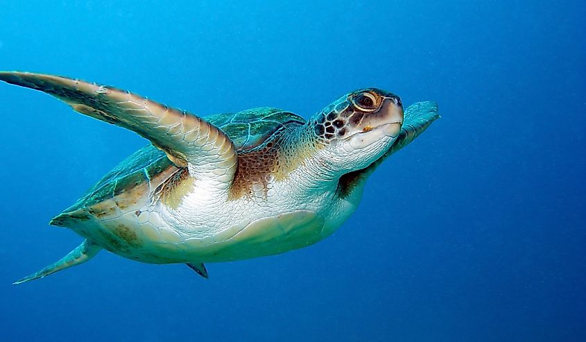 Loggerhead sea turtle, Caretta caretta, in Tenerife, Spain.