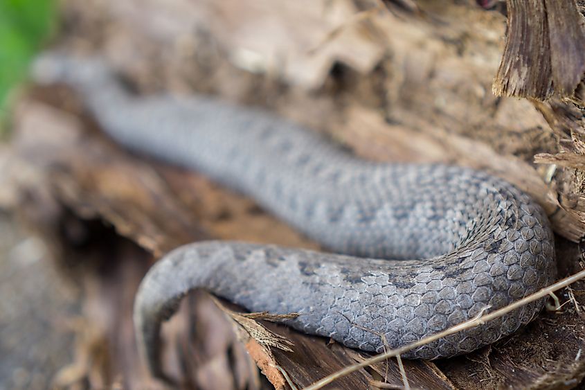 Rear view of pregnant vipera latastei snake over tree bark.