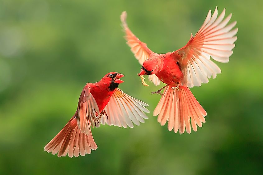Are Birds Mammals? - WorldAtlas