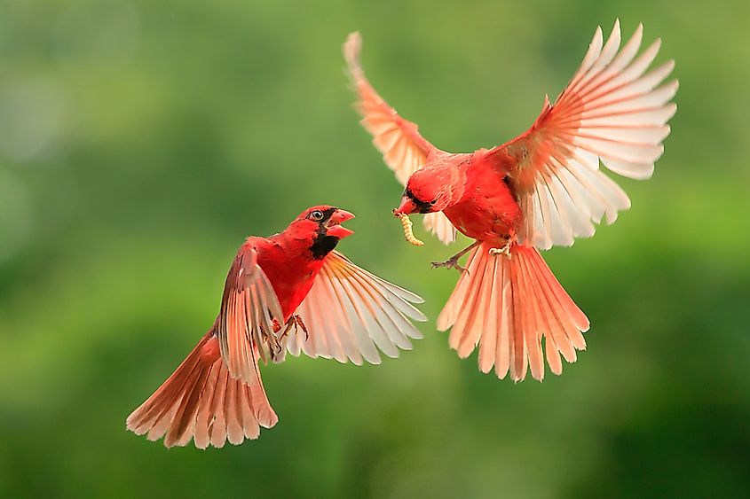 Northern Cardinal