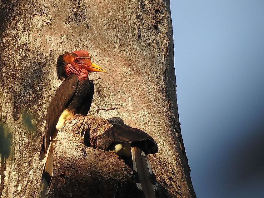 A helmeted hornbill on a tree in Indonesia. 