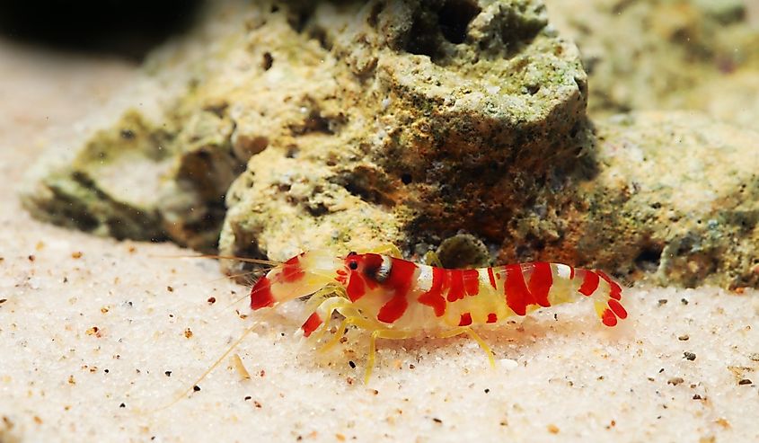 Colorful Randall's Pistol Shrimp or Candy Cane Shrimp (Alpheus randalli).
