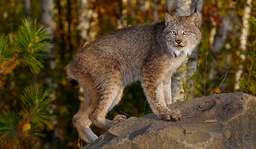 Wide eyed Canadian Lynx standing on a rock in a birch forest in Autumn at sunrise