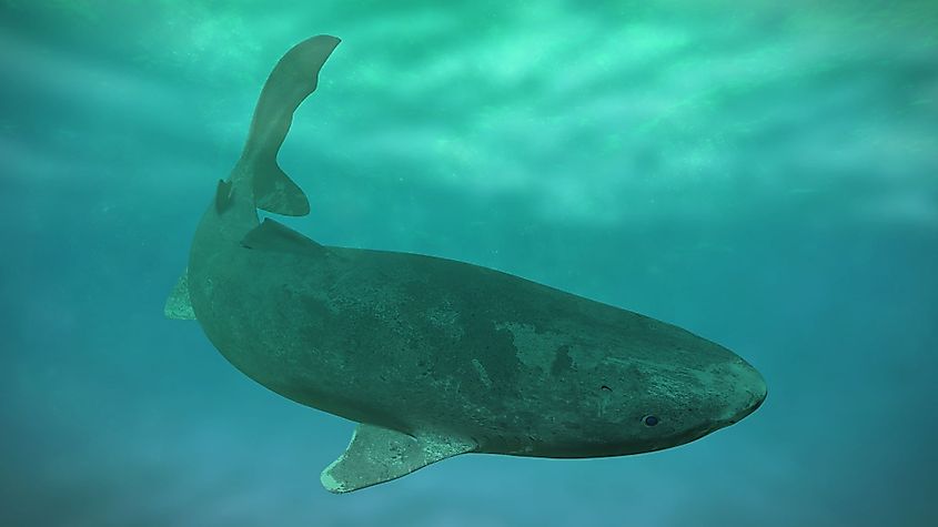 Greenland Sharks