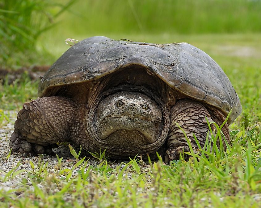 Common Snapping Turtle (Chelydra serpentina)