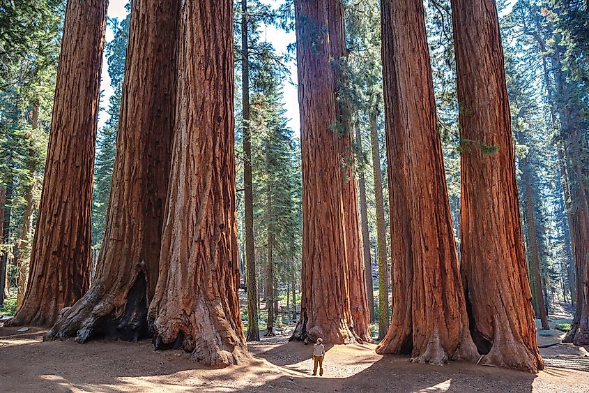 Giant sequoia trees in Sequoia National Park, California.