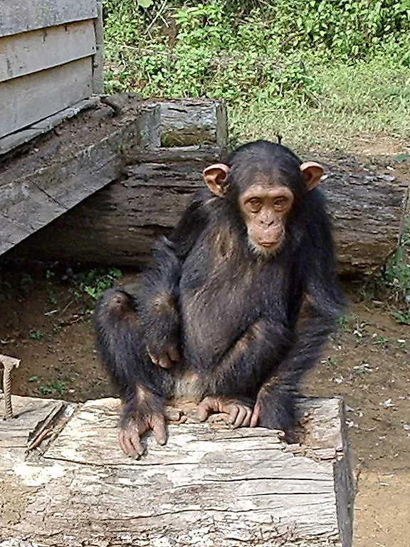 A young chimpanzee at a rescue center in Cameroon.