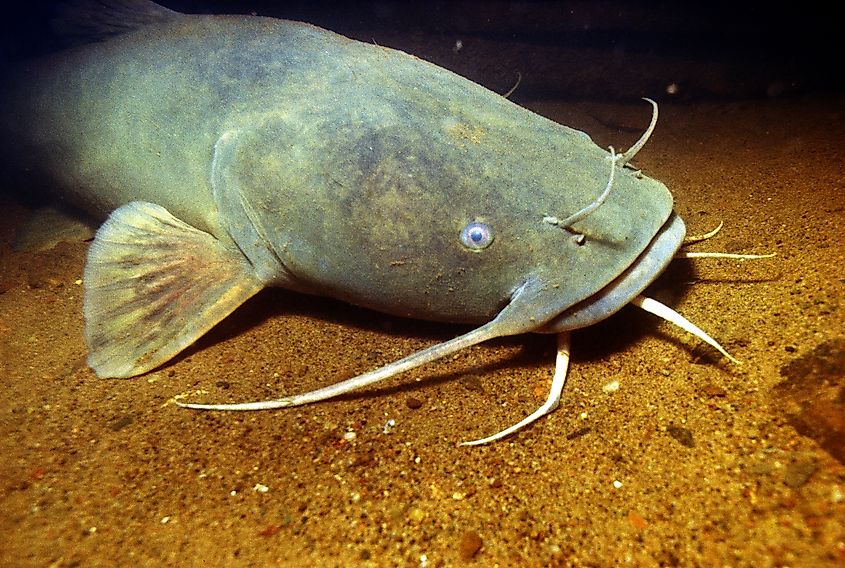 A flathead catfish at the bottom of the Mississippi River