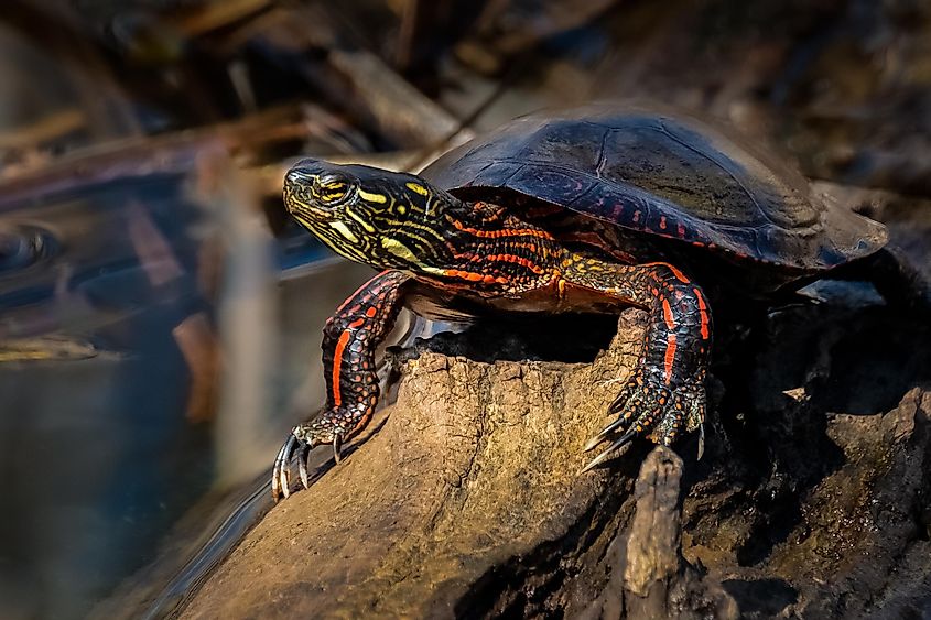 Painted Turtle in the summer sun on a log.