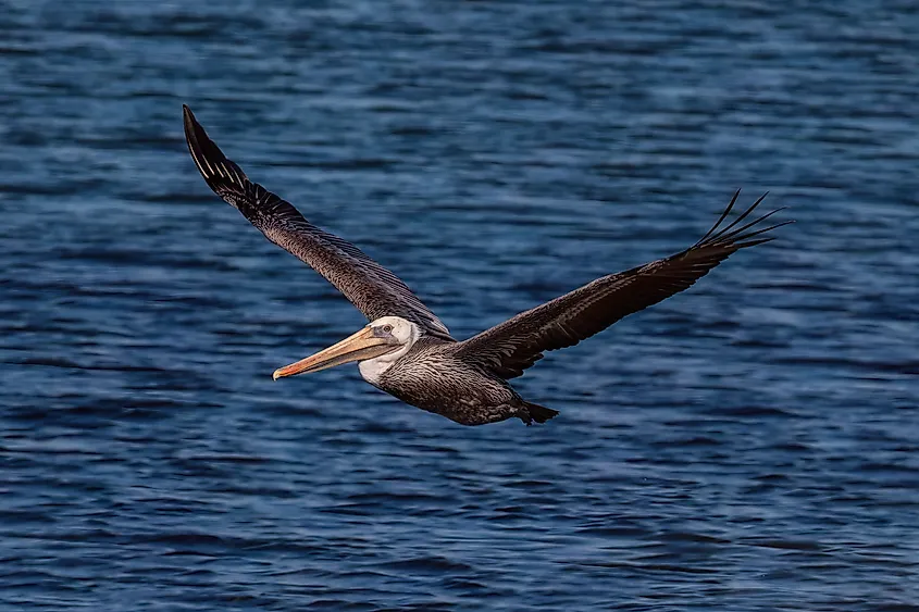 A brown pelican gliding over the Pacific coast.