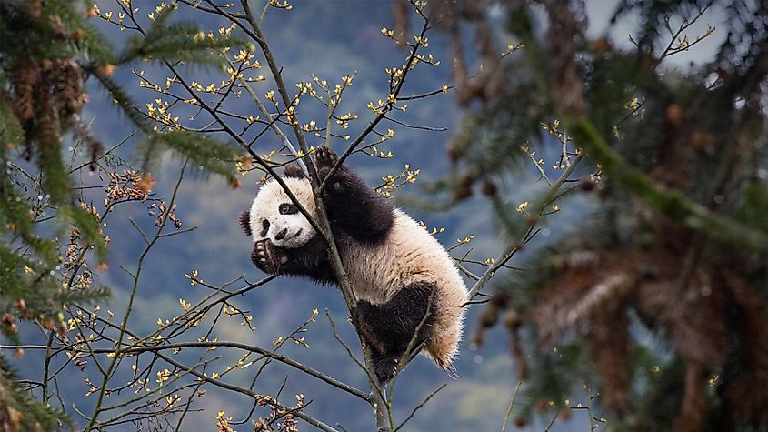 Giant panda cub in Bifengxia Panda Base, Sichuan, China