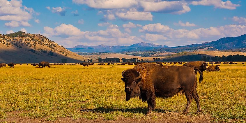 Bison Paradise in Yellowstone National Park, USA