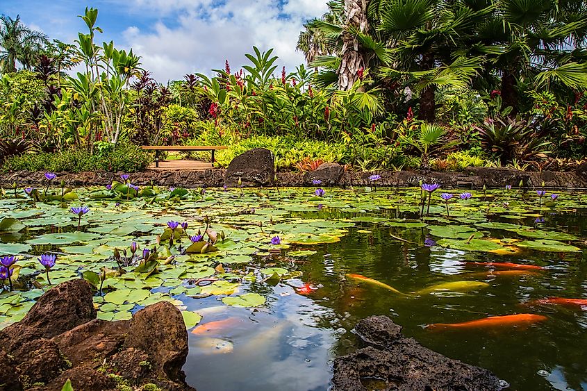 Beautiful tropical waterfall in Waimea Valley park on Oahu island