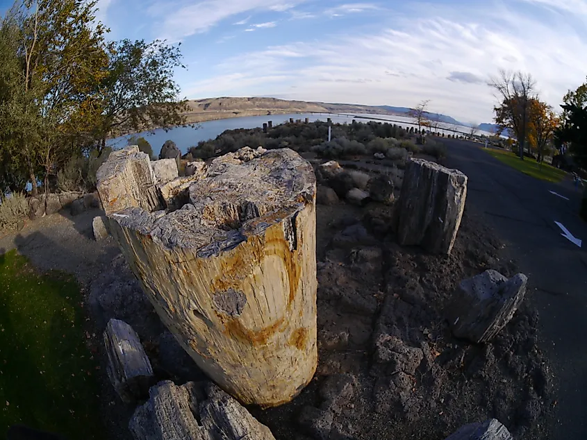 Ginkgo Petrified Forest State Park near Vantage, Washington (Thayne Tuason, CC BY-SA 4.0 <https://creativecommons.org/licenses/by-sa/4.0>, via Wikimedia Commons)
