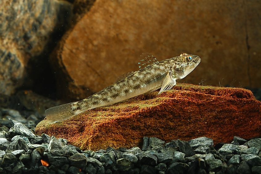 View of a round goby underwater.