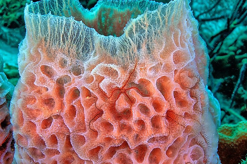 Brittle stars, serpent stars, or ophiuroids are echinoderms in the class Ophiuroidea