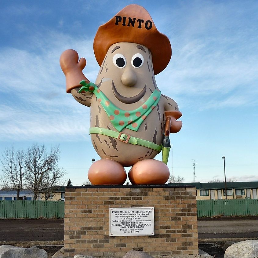 Pinto MacBean, Bow Island, Alberta.