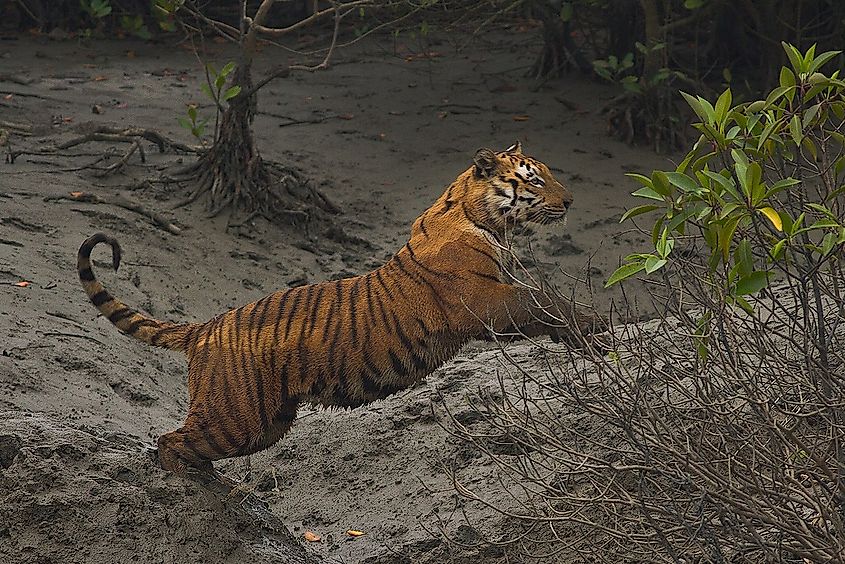 The Royal Bengal Tiger population is at risk in Sundarbans